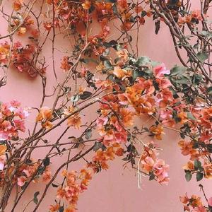 裸体航空性服务A片
